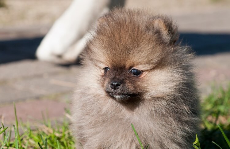 Pomeranian Colors Complete List Of All 13 Recognized Coat Colors All Things Dogs